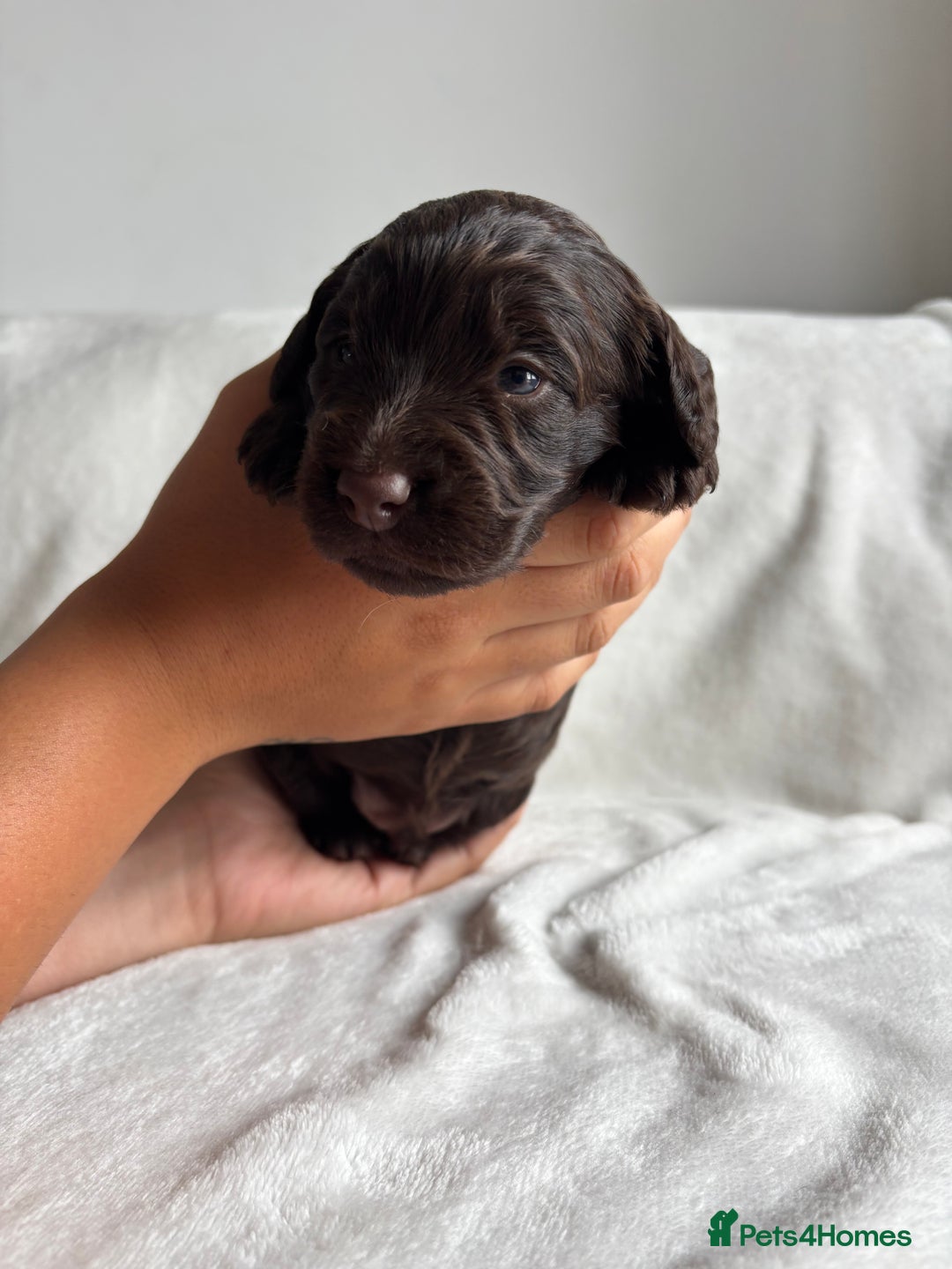 Cockapoo dogs for sale: F1 COCKAPOO  - Image 10