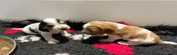 Cocker Spaniel dogs for sale: Show Type Cocker Spaniels in Sandy - Advert 5