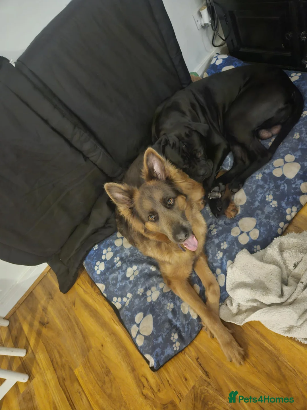 Mixed Breed dogs for sale: German Shepherd x Cane corso puppies  - Advert 4