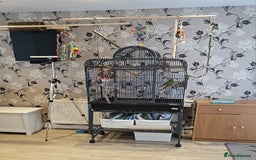 Conures birds for sale: Pair of mated Conures ( cage included )  - Image 2