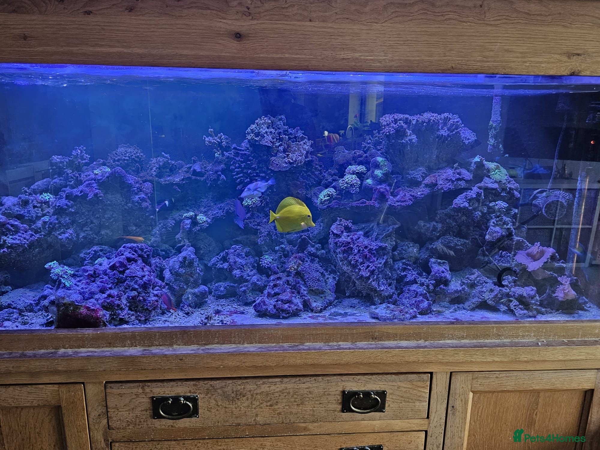 Other/Mixed Breed fish Marine fish lots - Advert 5