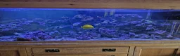 Other/Mixed Breed fish for sale: Marine fish lots in Bridgwater - Advert 1
