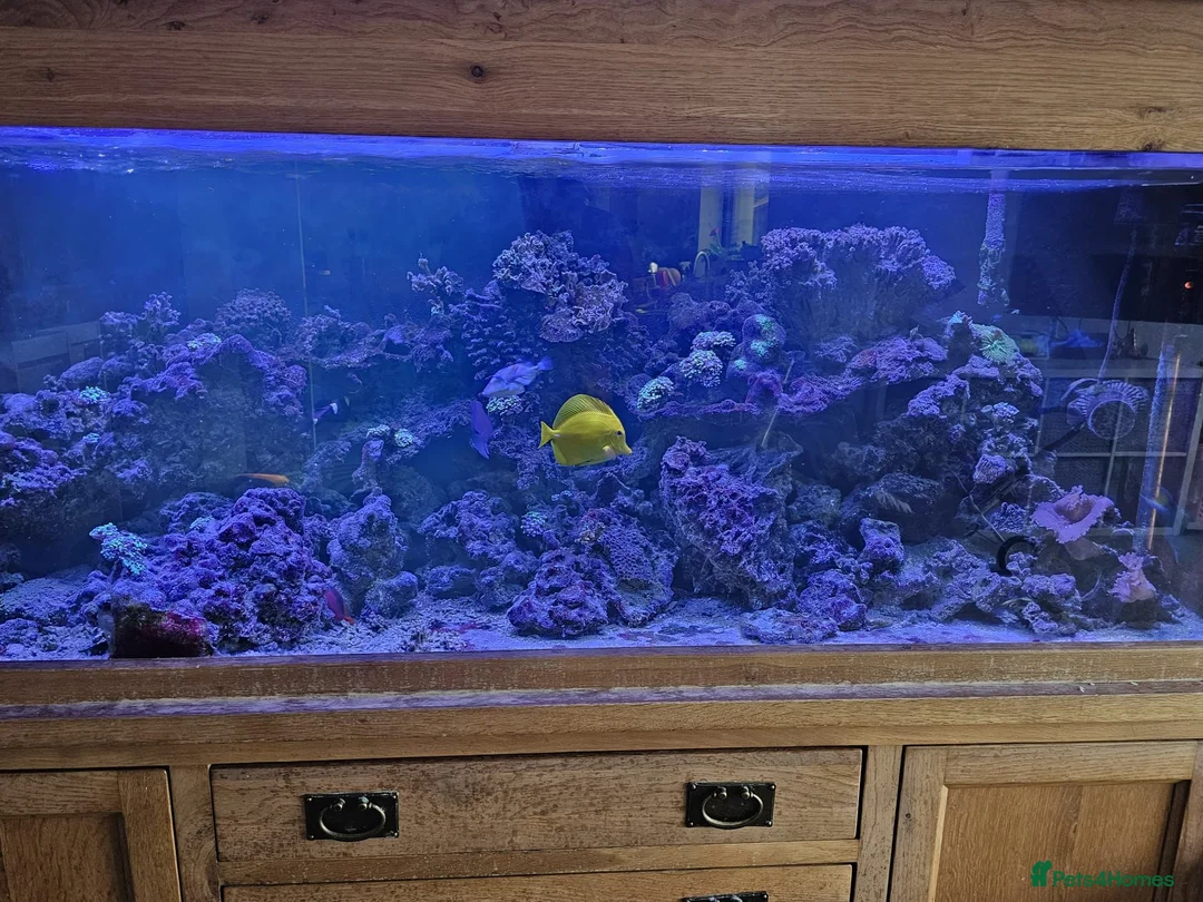 Other/Mixed Breed fish for sale: Marine fish lots in Bridgwater - Advert 1