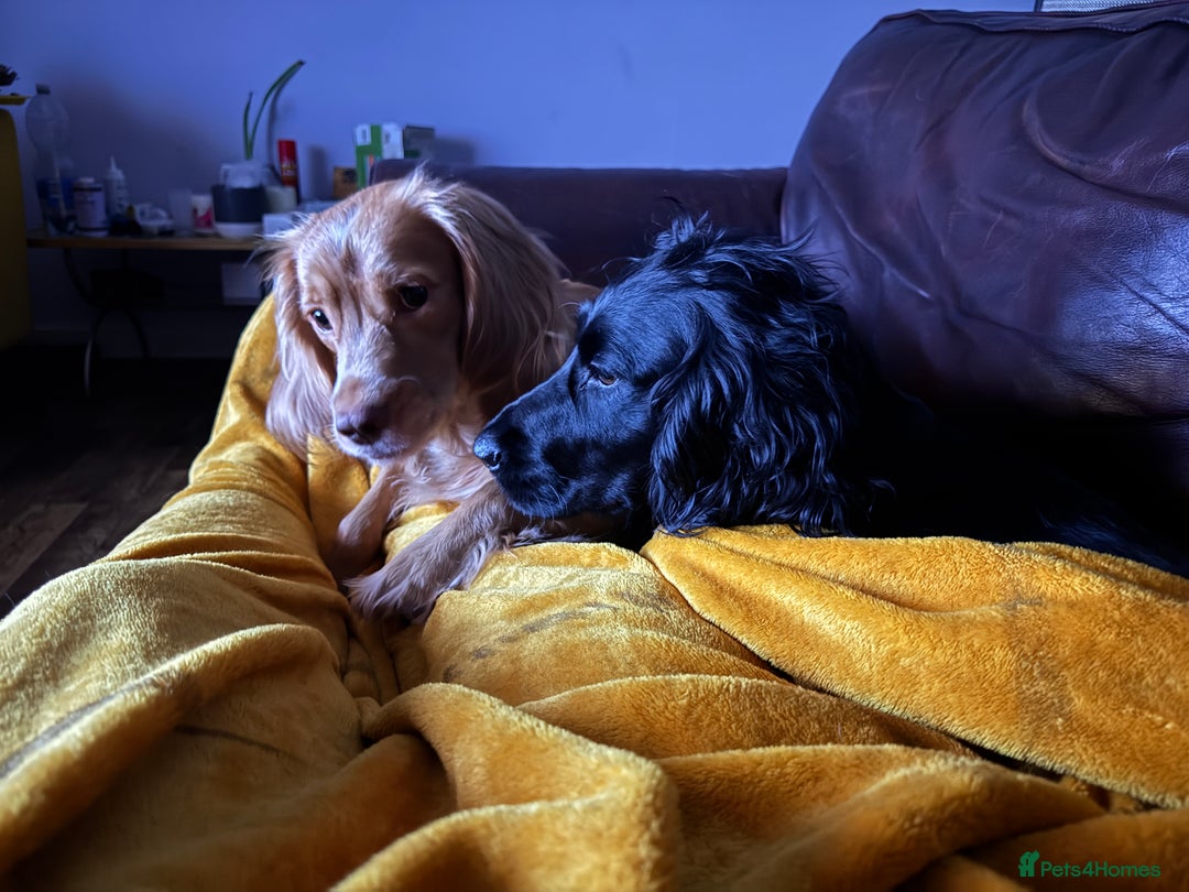 Cocker Spaniel dogs for sale: 7 Stunning Cocker Spaniel Puppies - Advert 25