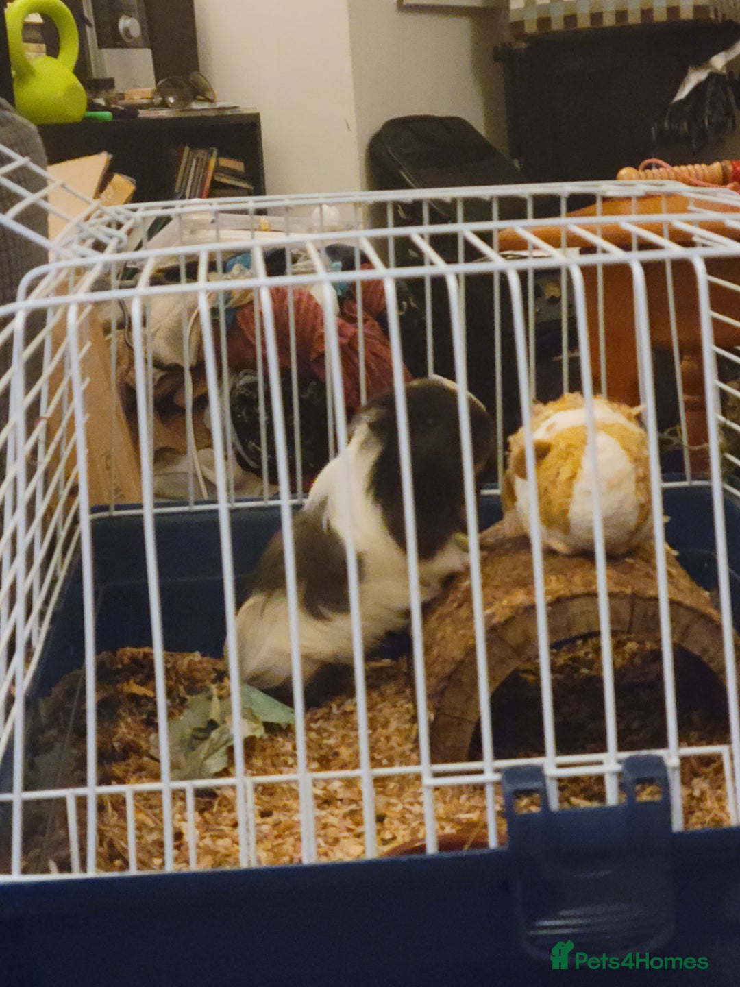 Guinea Pig rodents for sale: 4 mnth old male GPig with Cage, Food & Bedding - Advert 3