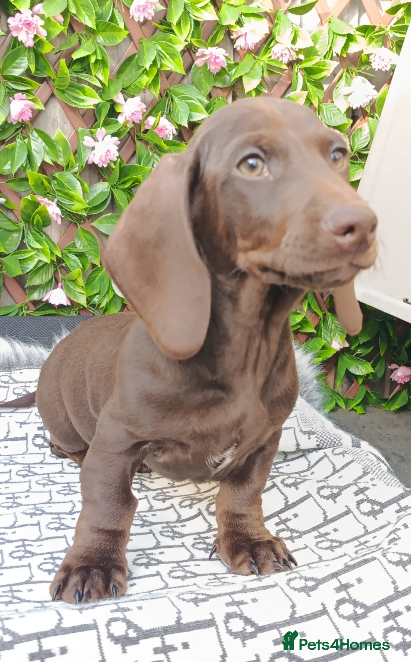 Miniature Dachshund dogs FULLY VAX READY NOW MINI PRA CL - Advert 10