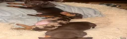 Miniature Dachshund dogs for sale: Stunning mini Dachshund boys for new homes 💙 - Advert 6