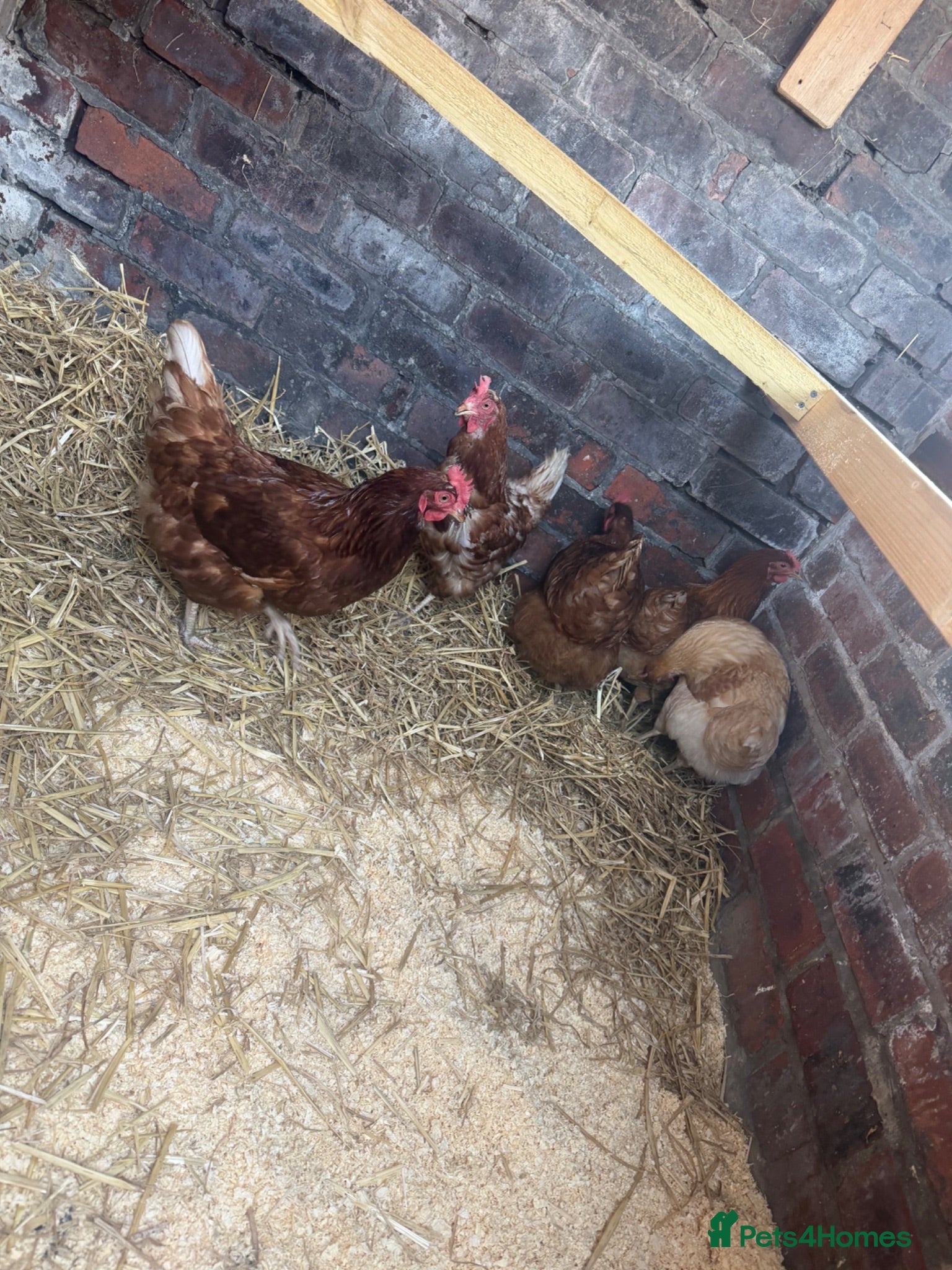 Mixed Breed birds 5 hens  - Advert 4