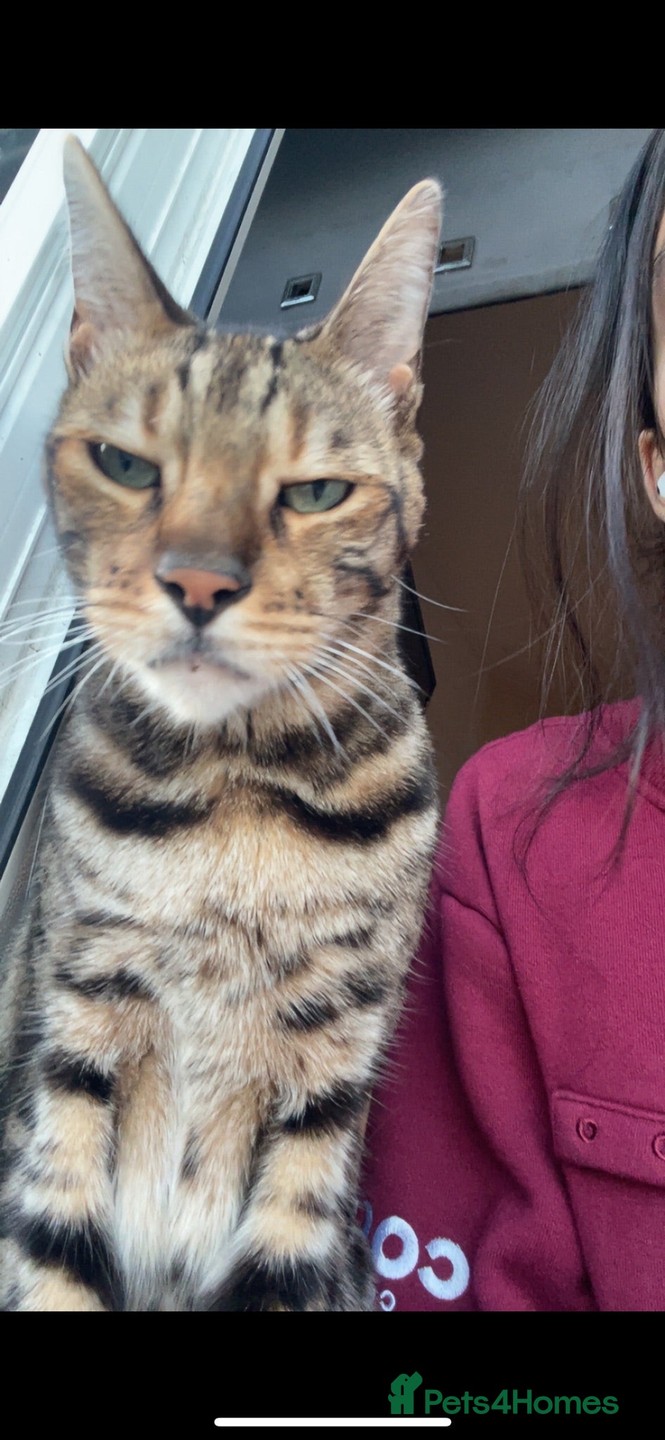 Bengal cats My cat needs a home  - Advert 9