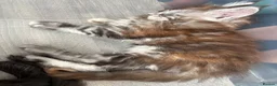 Maine Coon cats for sale: Beautiful 3 mainecoon kittens ready 3rd July  - Advert 5