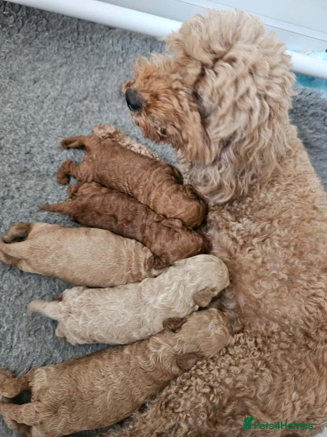 Mini Goldendoodle dogs for sale: Miniature Goldendoodle F1bb - Advert 2