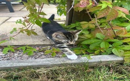 Domestic Shorthair cats for sale: 3 Kittens for sale  - Image 9