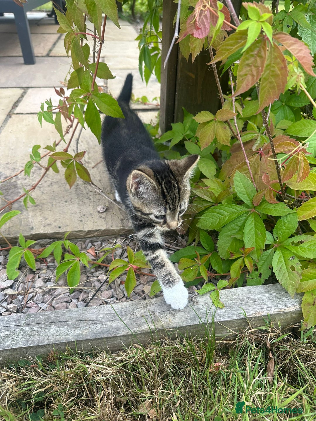 Domestic Shorthair cats for sale: 3 Kittens for sale  - Image 9