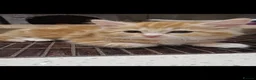 Mixed Breed cats for sale: Kittens   - Advert 3