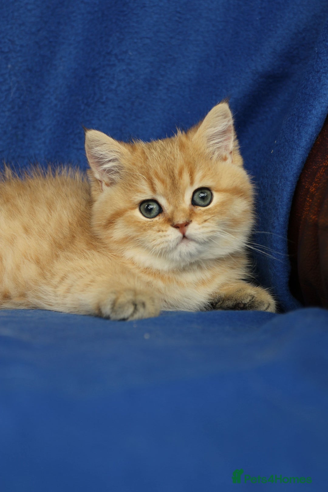 Exotic cats for sale: Beautiful golden male exotic kitten  - Image 1