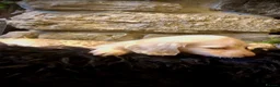 Miniature Dachshund dogs for sale: Blonde cream English miniature dachshund long hair - Advert 1
