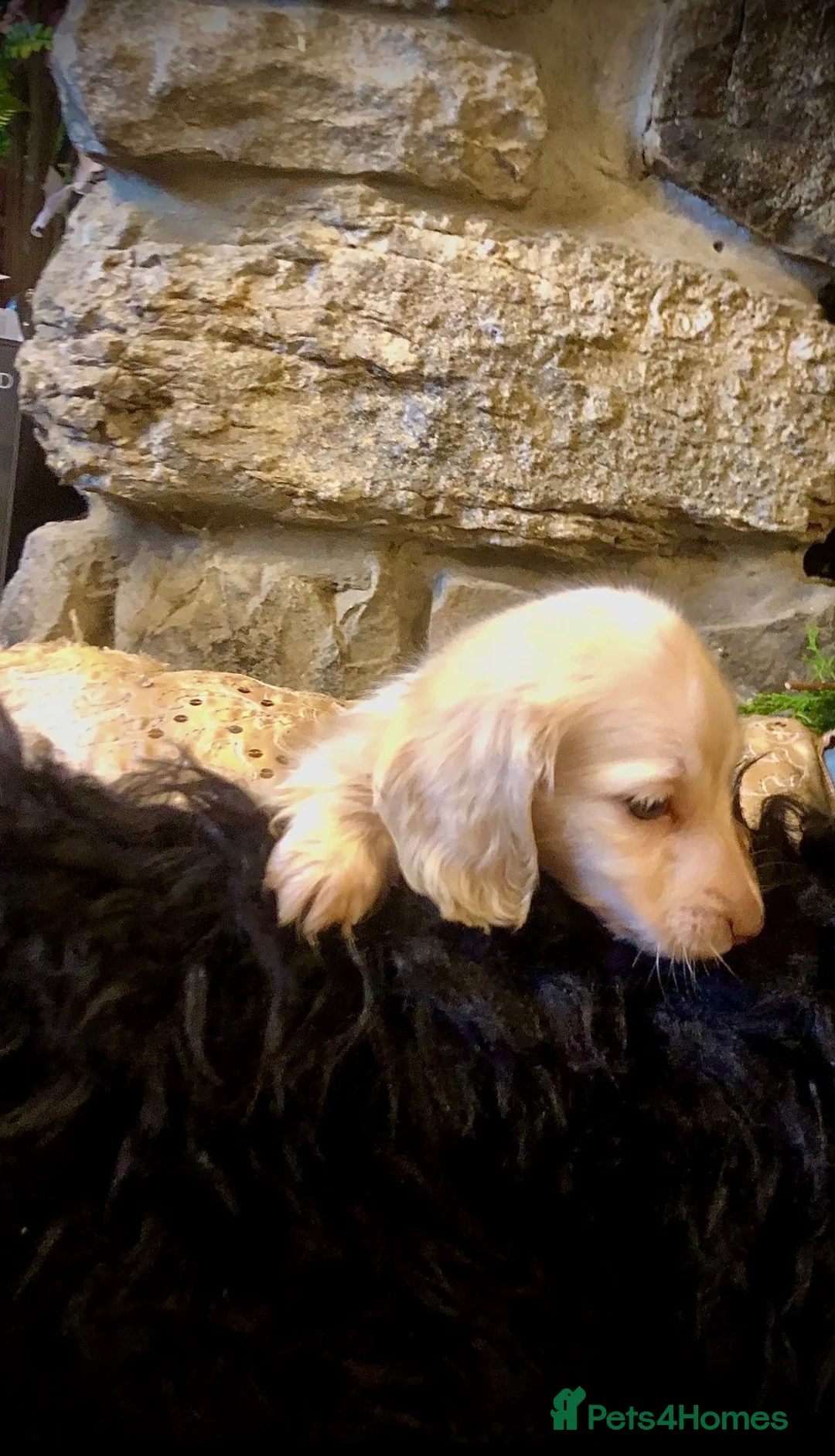 Miniature Dachshund dogs for sale: Blonde cream English miniature dachshund long hair - Advert 1