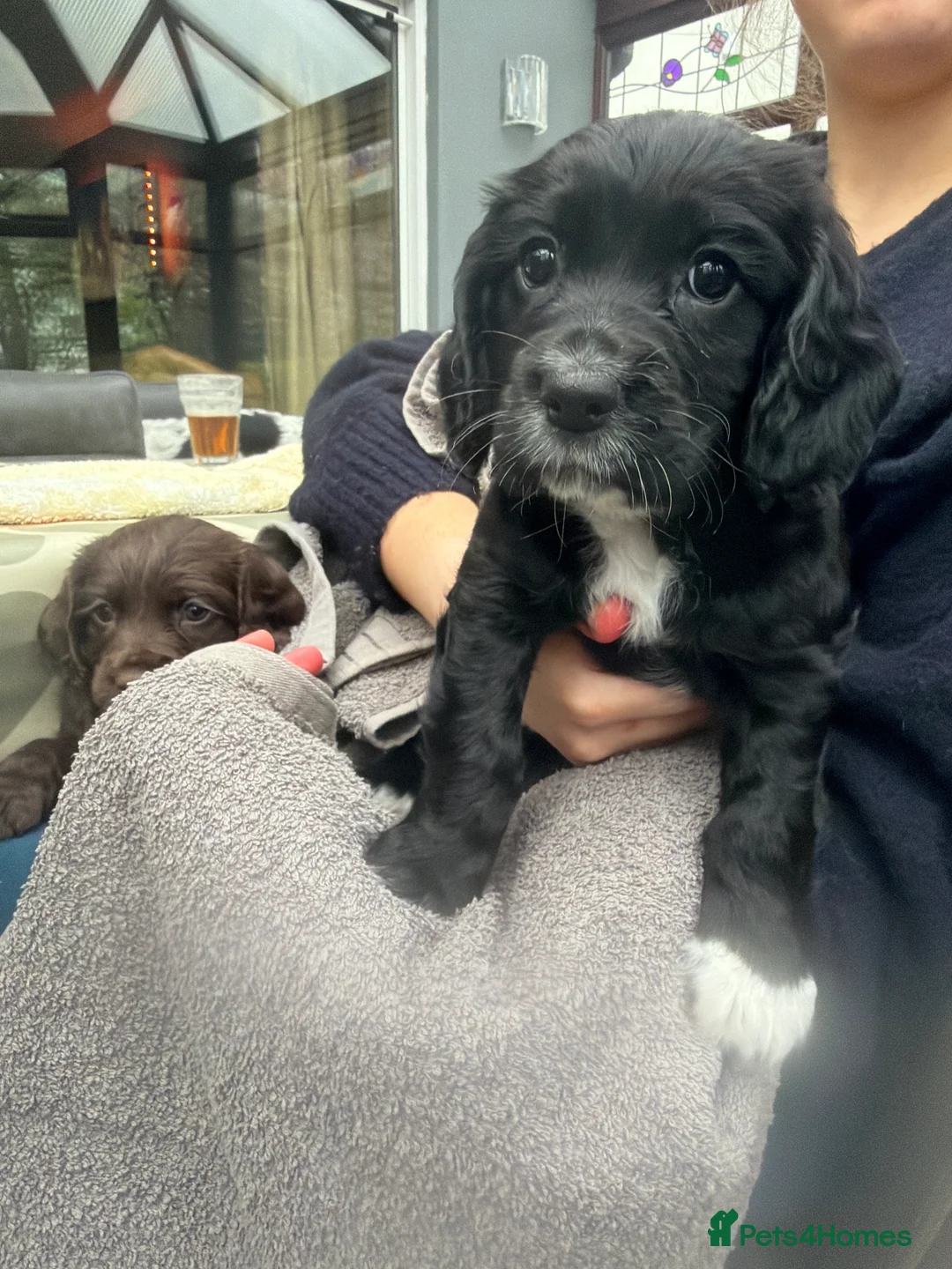 Cocker Spaniel dogs for sale: Beautiful Working Cocker Spaniels in Accrington - Advert 2