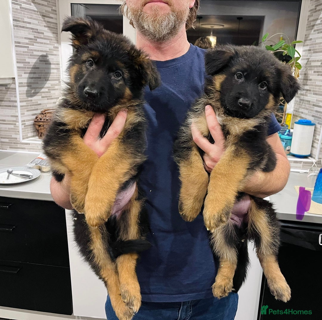 German Shepherd dogs for sale: Beautiful KC reg health tested puppies for sale - Advert 6
