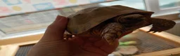 Tortoise reptiles for sale: 7 year old tortoise with enclosure  in Daventry - Advert 1