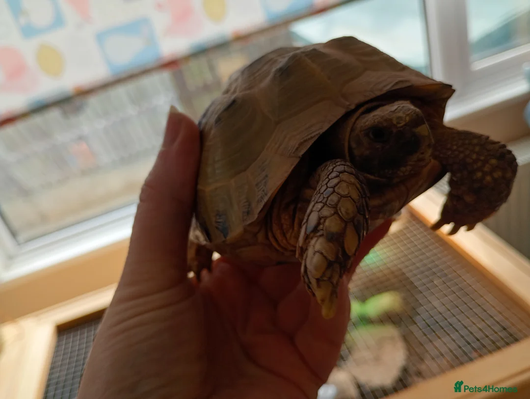 Tortoise reptiles for sale: 7 year old tortoise with enclosure  in Daventry - Advert 1
