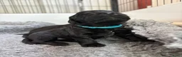 Mixed Breed dogs for sale: Delightful Schnockerpoo Puppies  - Advert 18