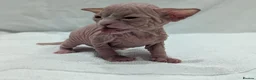 Sphynx cats for sale: ***TICA ACTIVE*** - PURE BREAD SPHYNX - AVAILABLE - Advert 5