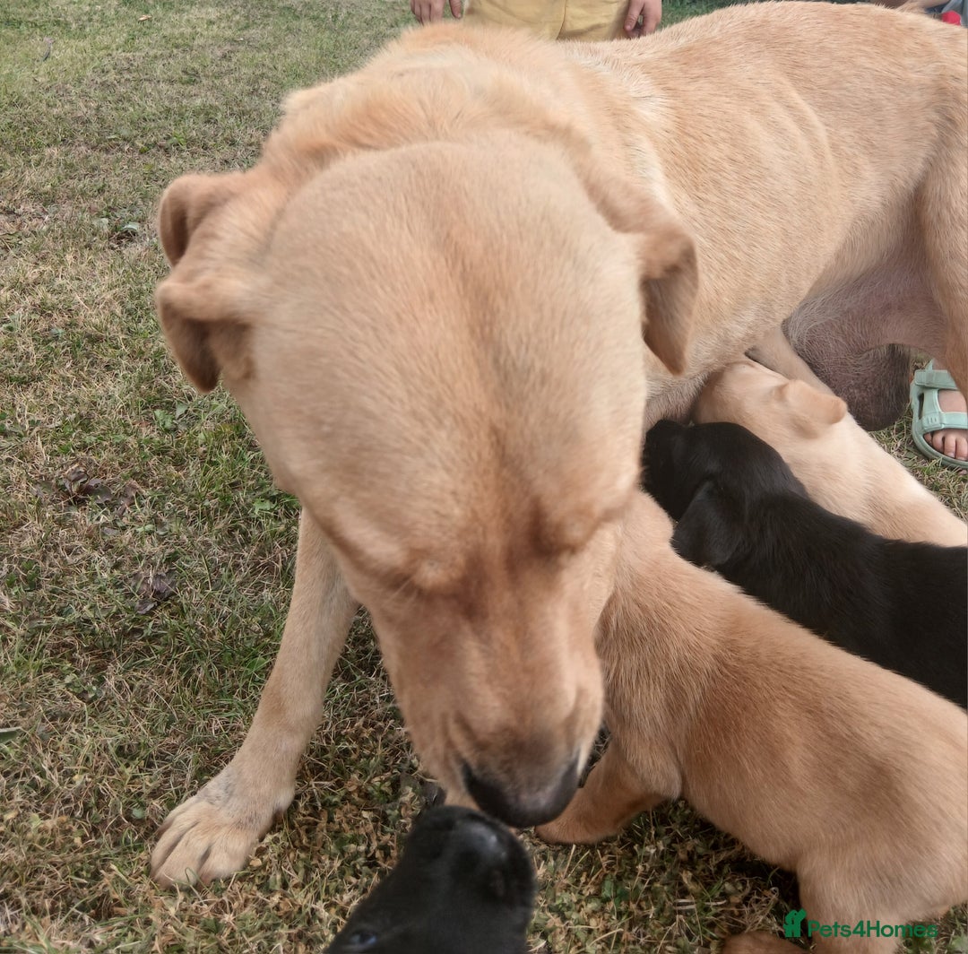 Labrador Retriever dogs for sale: Stunning labrador pups  - Image 2