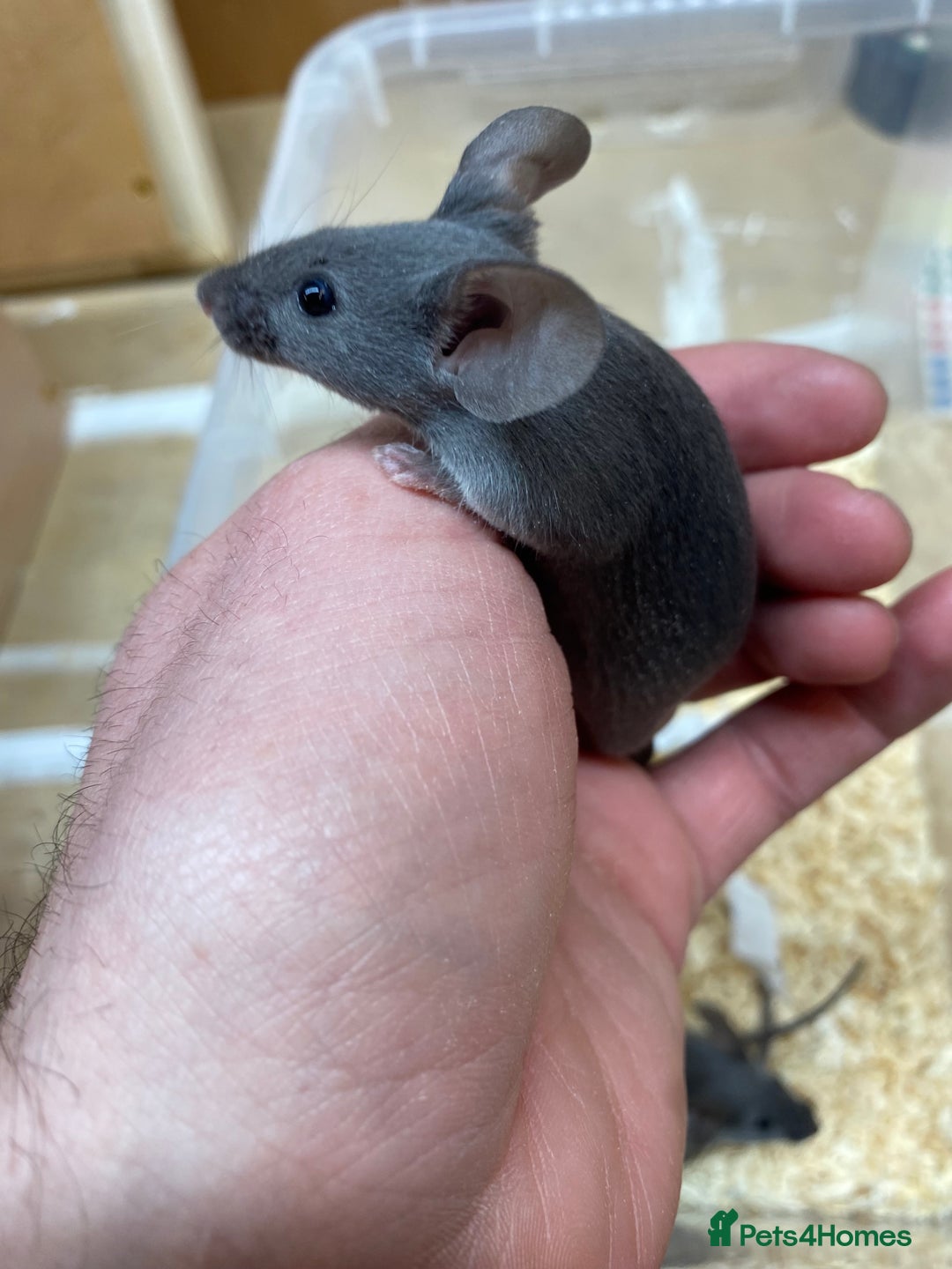 Mouse rodents for sale: Male and Female Fancy Mice - Advert 4
