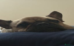 French Bulldog dogs for sale: French bulldog for rehoming - Image 2