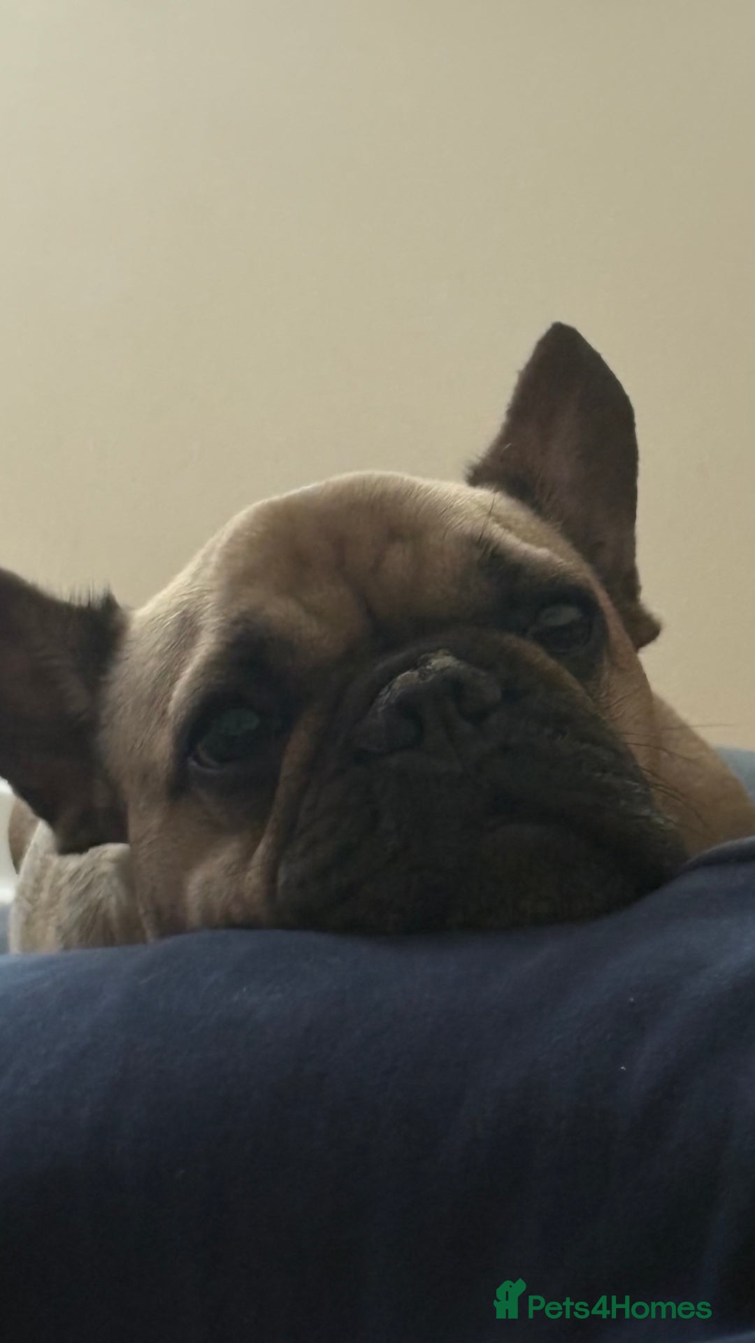 French Bulldog dogs for sale: French bulldog for rehoming - Image 2