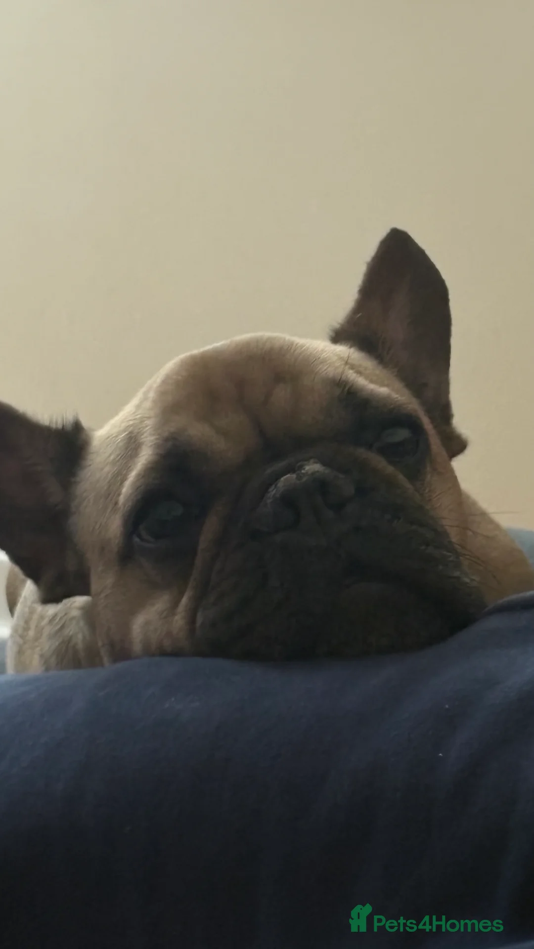 French Bulldog dogs for sale: French bulldog for rehoming - Advert 2
