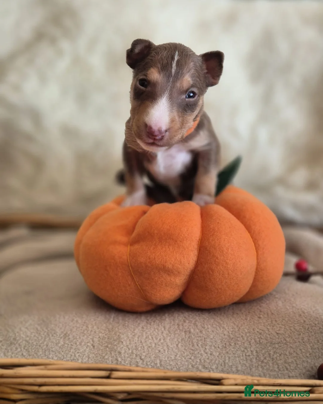 Miniature Bull terrier dogs for sale: REDUCED Exclusive Miniature Bull Terrier Pups  - Advert 10