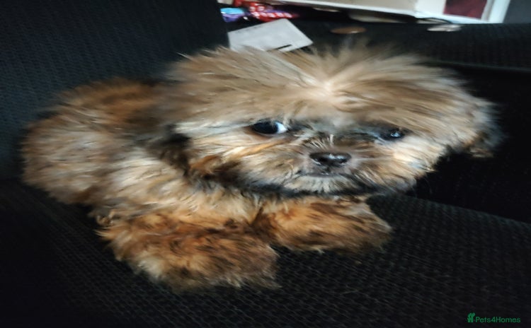 Shih Tzu dogs - Advert 3
