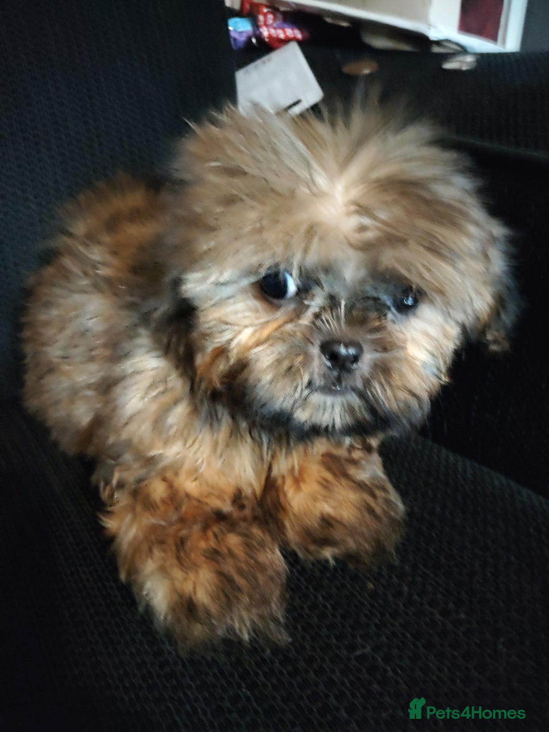 Shih Tzu dogs for sale: Half Imperial Shihtzu Pups (Karashishi Lines)  - Image 5