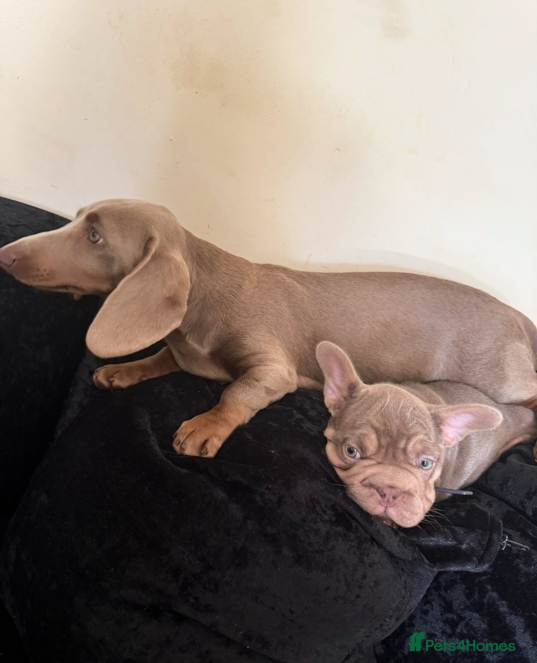 Dachshund dogs for sale: Isabella tan Dashound  - Image 2
