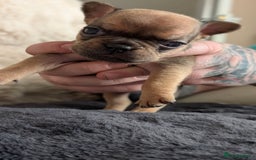 French Bulldog dogs for sale: Beautiful french bulldog puppies  - Image 7