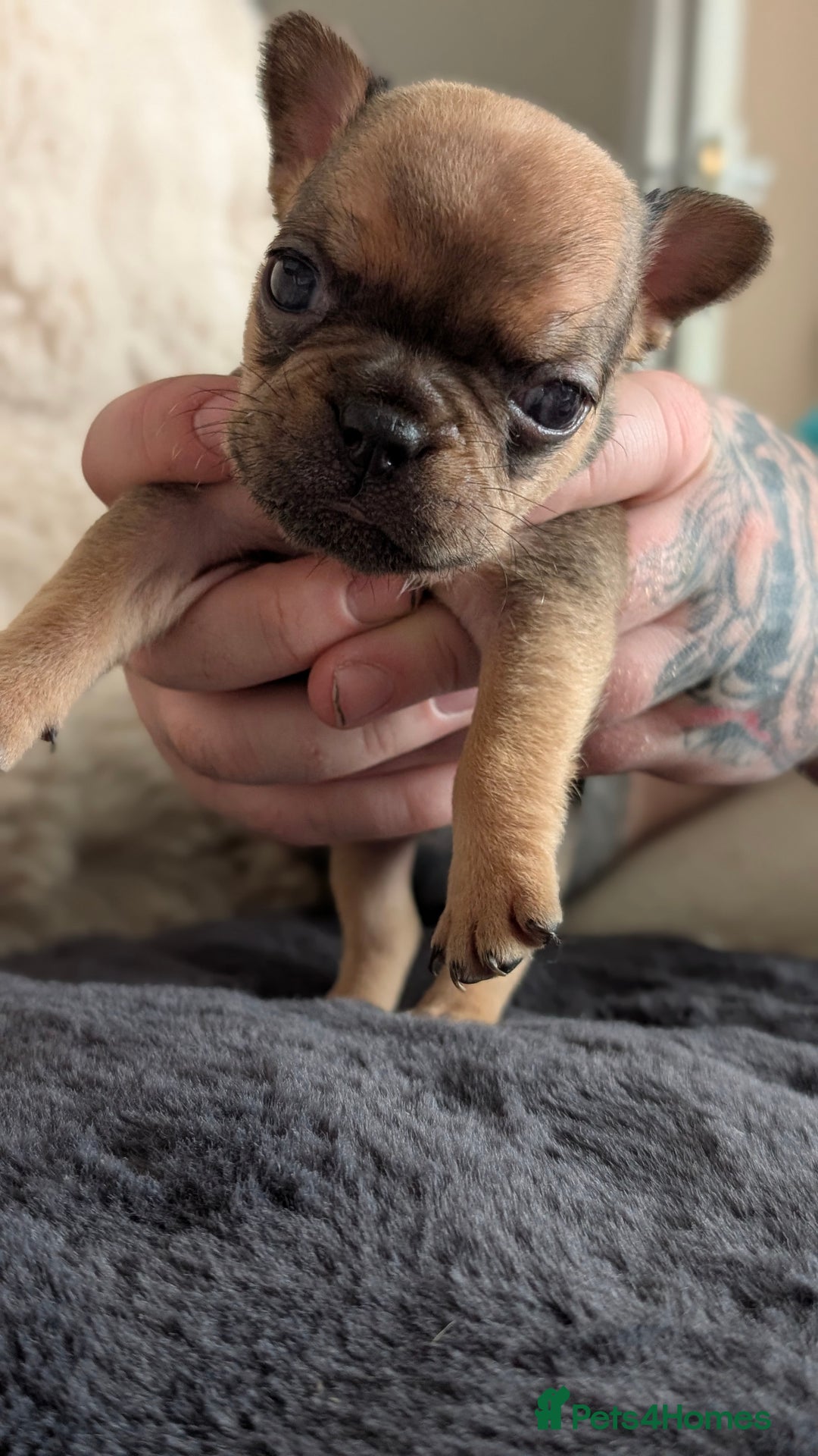 French Bulldog dogs for sale: Beautiful french bulldog puppies  - Image 7