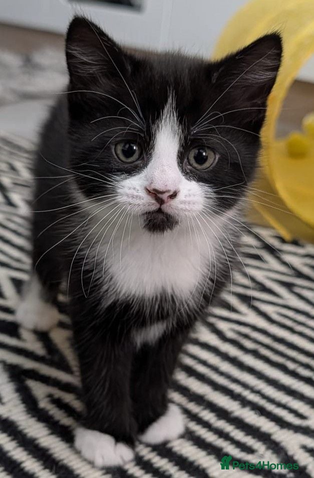 European cats  Stunning Litter  5Tabby  Kittens – Ready Soon! - Advert 2