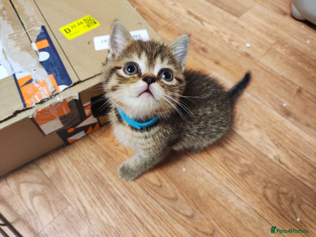 British Shorthair cats for sale: British Shorthair Kittens Full Pedigree Parents  - Advert 22