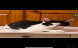 Domestic Shorthair cats for sale: 12 month black and white kitten - Image 2