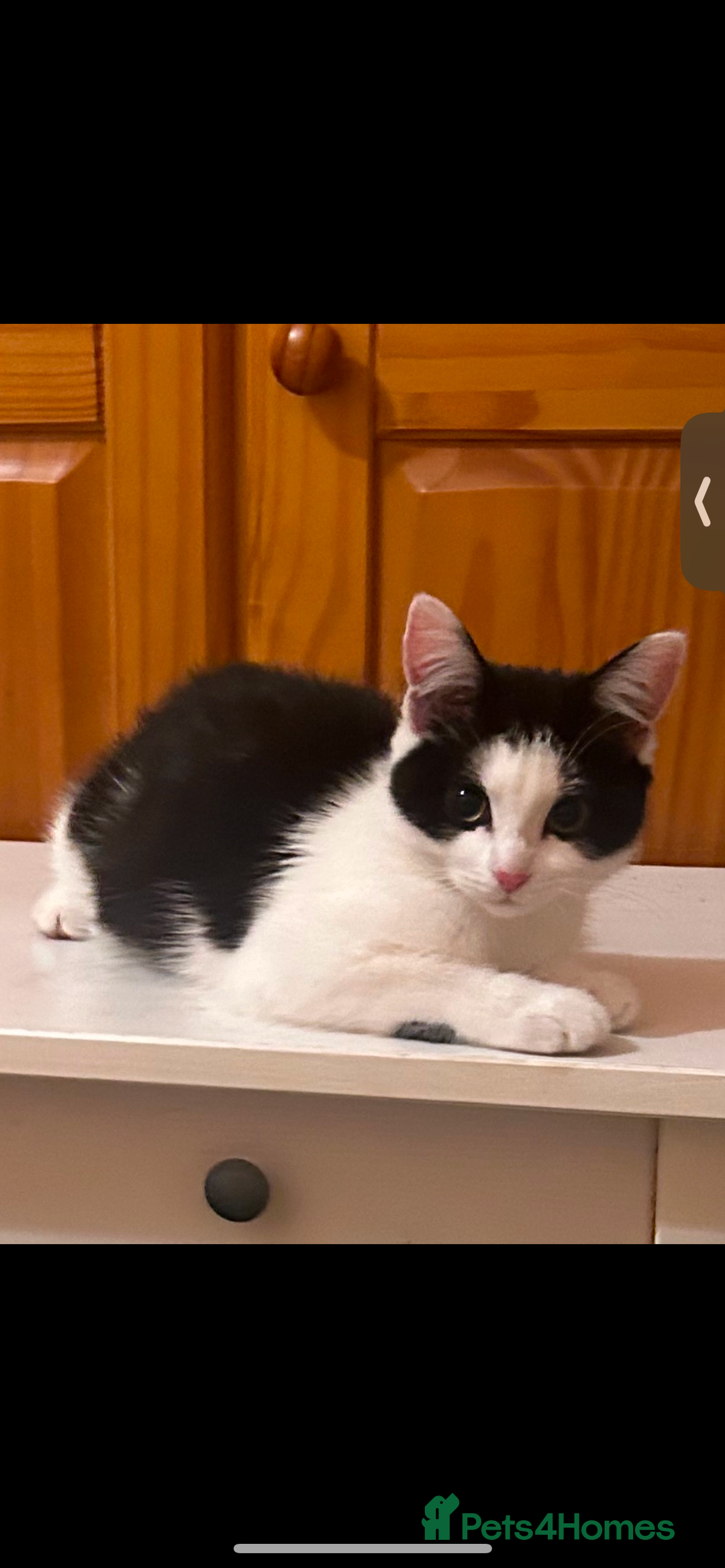 Domestic Shorthair cats for sale: 12 month black and white kitten - Image 2