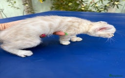 Keetso cats for sale: Gob smacking curled eared polydactyl male  - Image 7