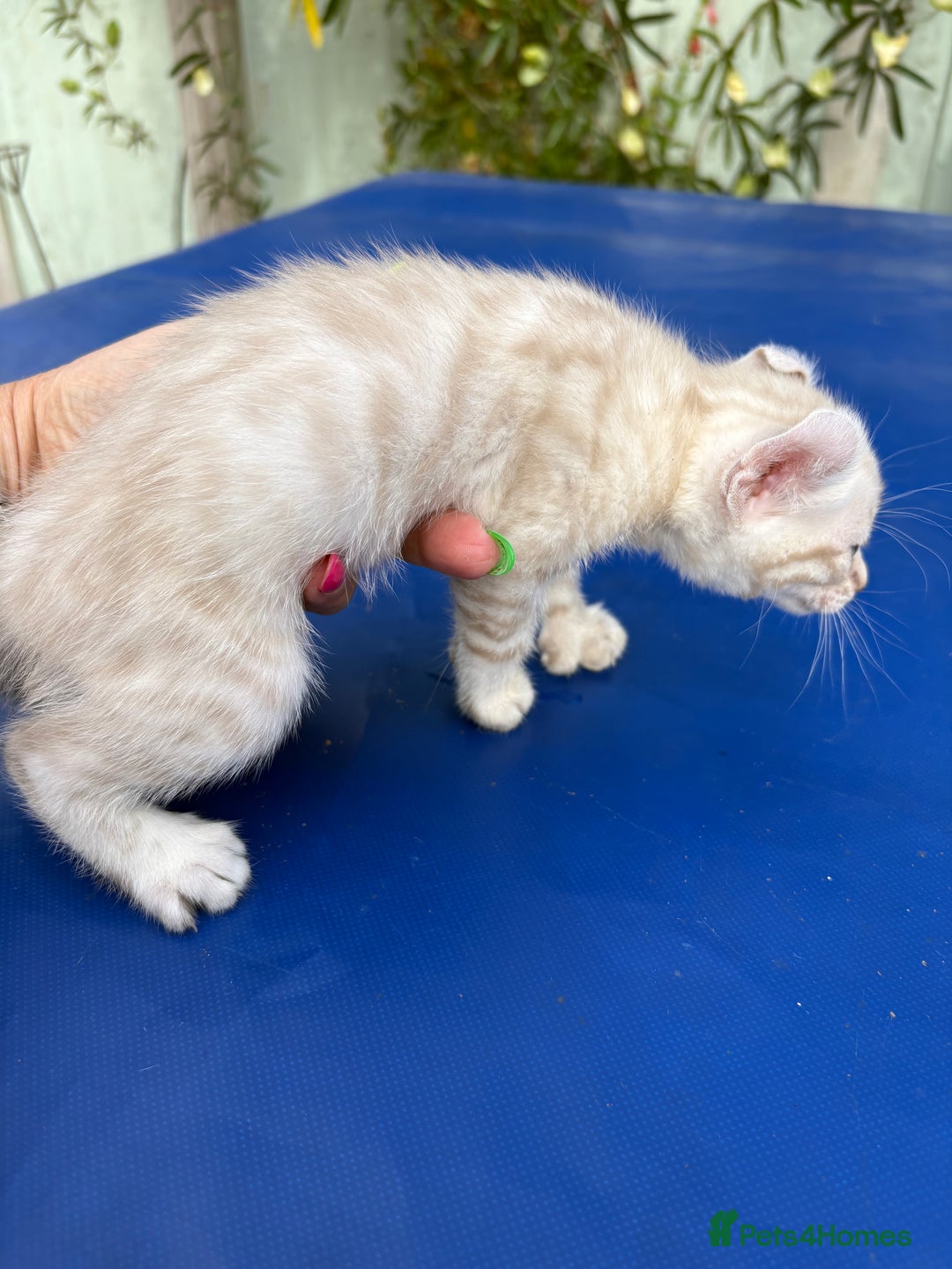 Keetso cats for sale: Gob smacking curled eared polydactyl male  - Image 7