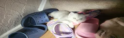 British Shorthair cats for sale: Amazing Scottish fold girls - Advert 3