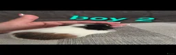 Guinea Pig rodents for sale: Guneapigs  - Advert 9
