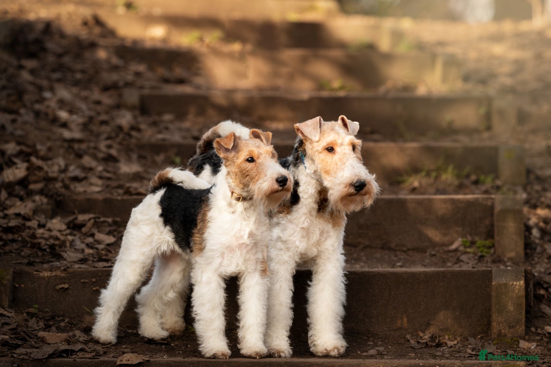 Fox Terrier dogs for sale: Exceptional Wire Haired Fox Terrier Puppies  - Image 4