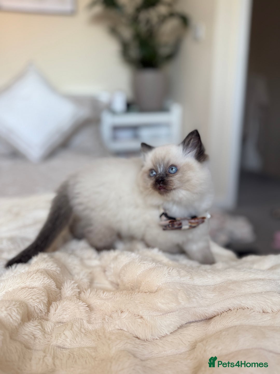 Ragdoll cats for sale: Beautiful Ragdoll Kitten for Sale – Seal Point - Advert 2