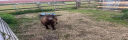 Goats livestock for sale: SOLD 3 Pygmy Nanny Goats For Sale - Advert 4