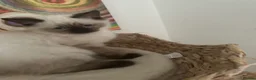 Ragdoll cats for sale: CHOCOLATE SEALPOINT RAGDOLL KITTEN  - Advert 12